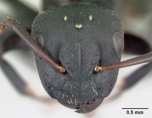 Camponotus edmondi specimen CASENT0107403 image casent0107403_2