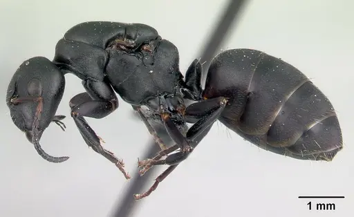 Camponotus edmondi specimen CASENT0107403 image casent0107403_3