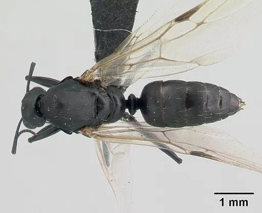 Camponotus edmondi specimen CASENT0132548 image casent0132548_1