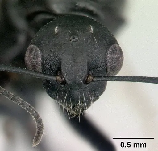 Camponotus edmondi specimen CASENT0132548 image casent0132548_2