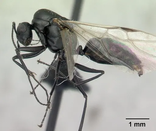 Camponotus edmondi specimen CASENT0132548 image casent0132548_3