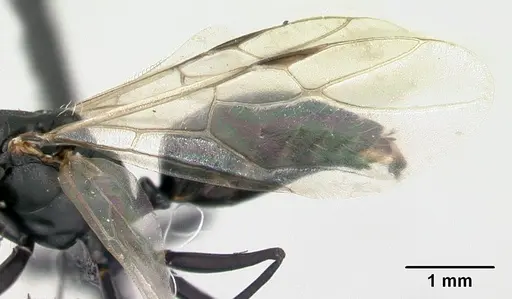 Camponotus edmondi specimen CASENT0132548 image casent0132548_4
