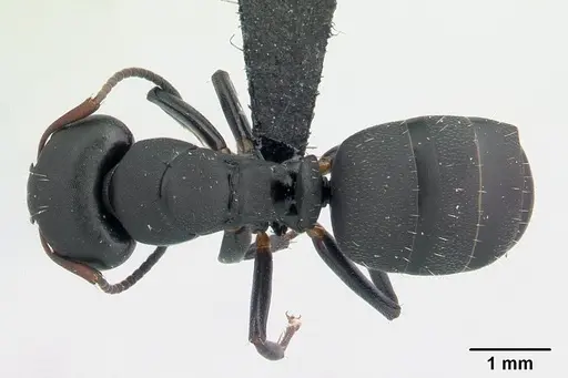 Camponotus edmondi specimen CASENT0132549 image casent0132549_1