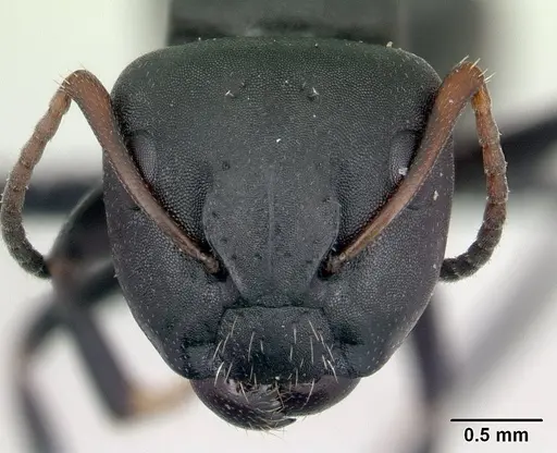 Camponotus edmondi specimen CASENT0132549 image casent0132549_2