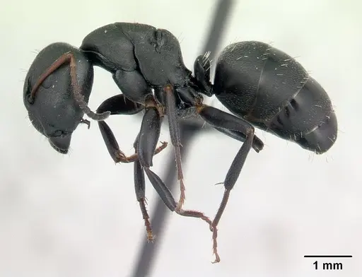 Camponotus edmondi specimen CASENT0132549 image casent0132549_3