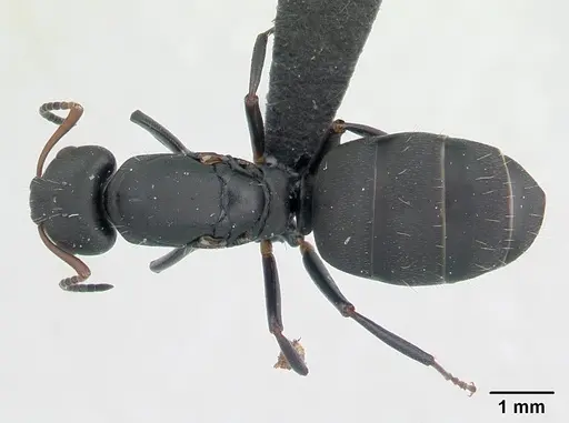 Camponotus edmondi specimen CASENT0134887 image casent0134887_1