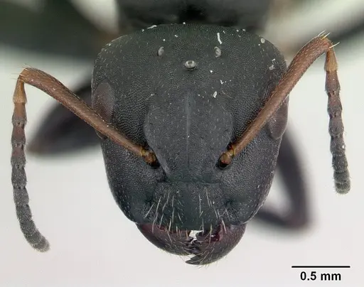 Camponotus edmondi specimen CASENT0134887 image casent0134887_2