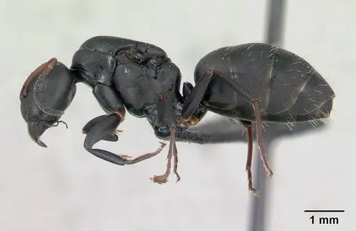Camponotus edmondi specimen CASENT0134887 image casent0134887_3