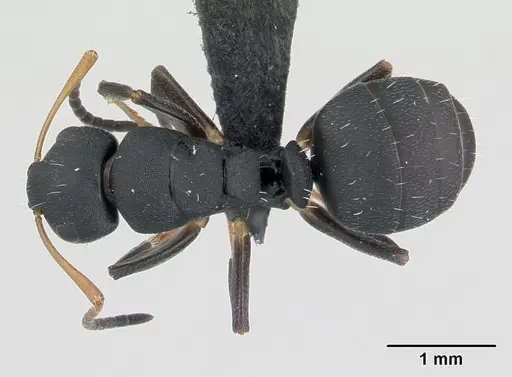 Camponotus edmondi specimen CASENT0134980 image casent0134980_1