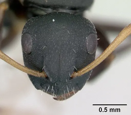 Camponotus edmondi specimen CASENT0134980 image casent0134980_2
