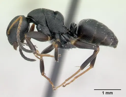 Camponotus edmondi specimen CASENT0134980 image casent0134980_3