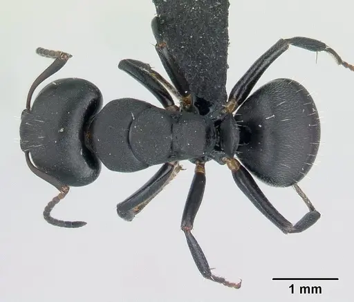 Camponotus edmondi specimen CASENT0136503 image casent0136503_1