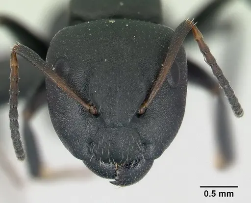 Camponotus edmondi specimen CASENT0136503 image casent0136503_2