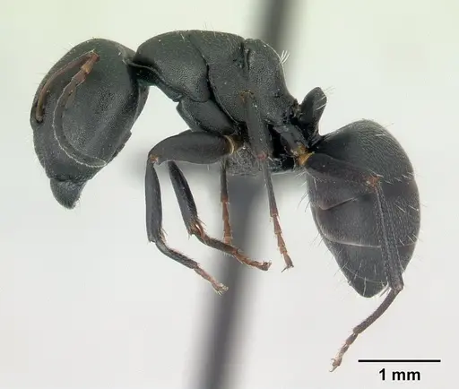 Camponotus edmondi specimen CASENT0136503 image casent0136503_3