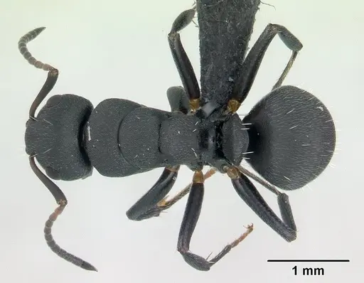 Camponotus edmondi specimen CASENT0136511 image casent0136511_1