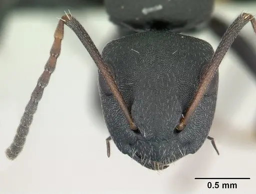 Camponotus edmondi specimen CASENT0136511 image casent0136511_2