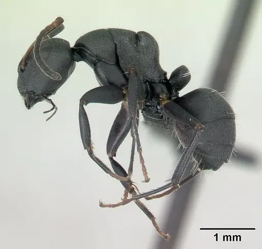 Camponotus edmondi specimen CASENT0136511 image casent0136511_3