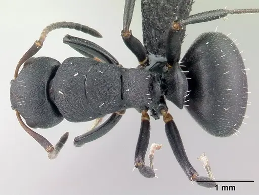 Camponotus edmondi specimen CASENT0178917 image casent0178917_1