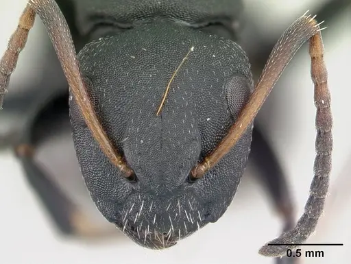Camponotus edmondi specimen CASENT0178917 image casent0178917_2