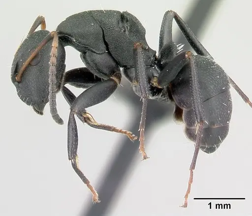 Camponotus edmondi specimen CASENT0178917 image casent0178917_3