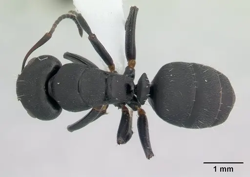 Camponotus edmondi specimen CASENT0188201 image casent0188201_1