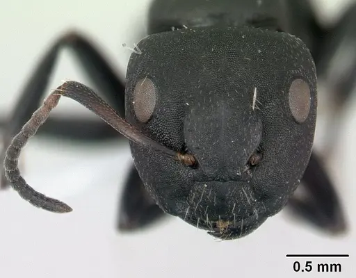 Camponotus edmondi specimen CASENT0188201 image casent0188201_2