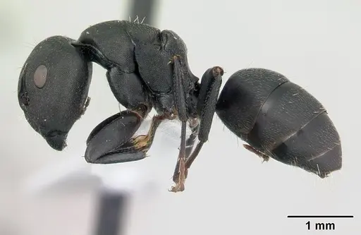 Camponotus edmondi specimen CASENT0188201 image casent0188201_3