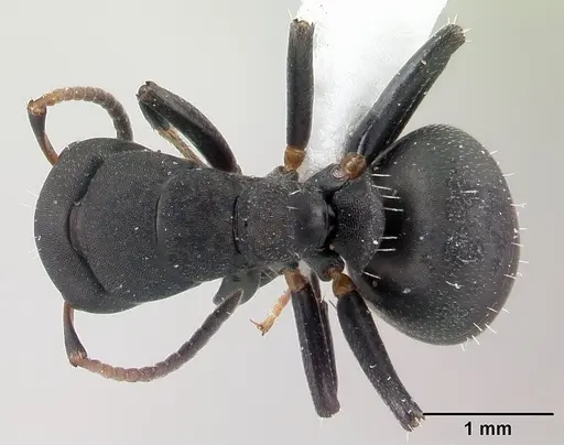 Camponotus edmondi specimen CASENT0188284 image casent0188284_1