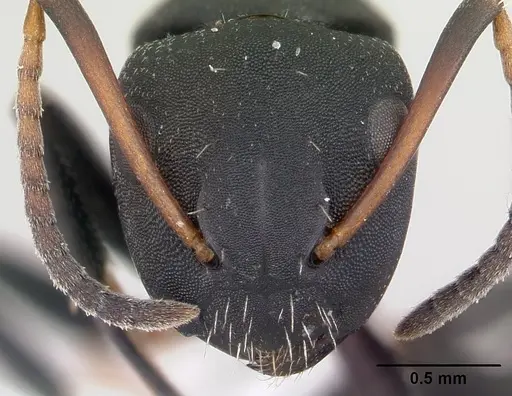 Camponotus edmondi specimen CASENT0188284 image casent0188284_2