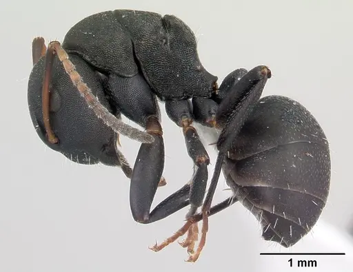 Camponotus edmondi specimen CASENT0188284 image casent0188284_3
