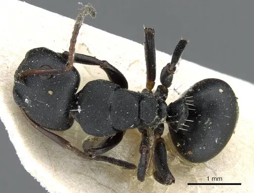 Camponotus edmondi specimen CASENT0905417 image casent0905417_1