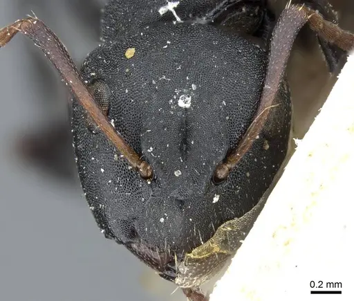 Camponotus edmondi specimen CASENT0905417 image casent0905417_2
