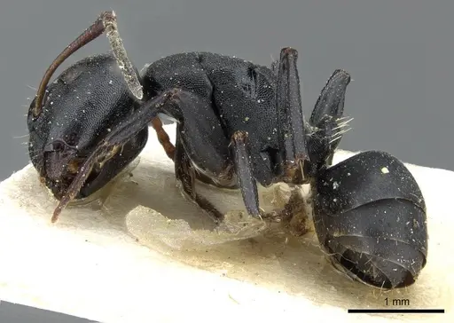 Camponotus edmondi specimen CASENT0905417 image casent0905417_3