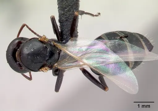Camponotus efitra specimen CASENT0064331 image casent0064331_1
