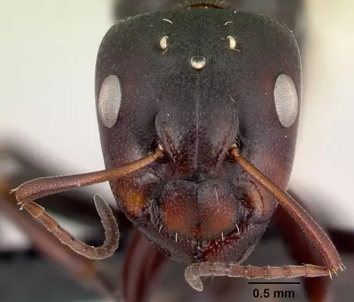 Camponotus efitra specimen CASENT0064331 image casent0064331_2