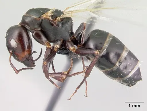 Camponotus efitra specimen CASENT0064331 image casent0064331_3
