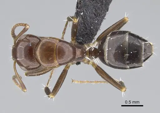 Camponotus efitra specimen CASENT0453926 image casent0453926_1