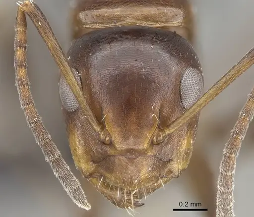 Camponotus efitra specimen CASENT0453926 image casent0453926_2