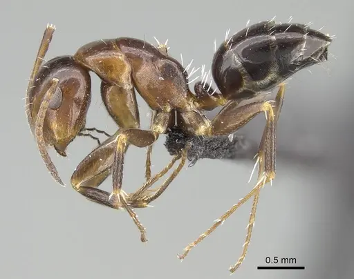 Camponotus efitra specimen CASENT0453926 image casent0453926_3