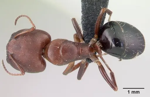 Camponotus efitra specimen CASENT0453933 image casent0453933_1