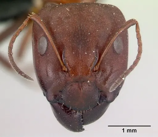 Camponotus efitra specimen CASENT0453933 image casent0453933_2