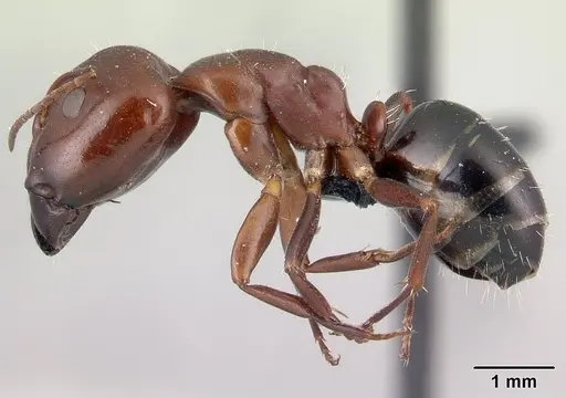 Camponotus efitra specimen CASENT0453933 image casent0453933_3