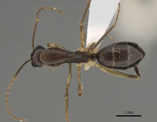 Camponotus elegans specimen CASENT0887692 image casent0887692_1
