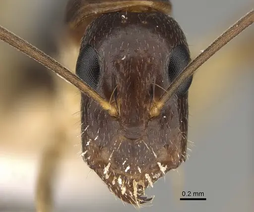Camponotus elegans specimen CASENT0887692 image casent0887692_2