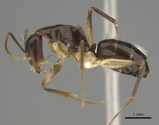 Camponotus elegans specimen CASENT0887692 image casent0887692_3
