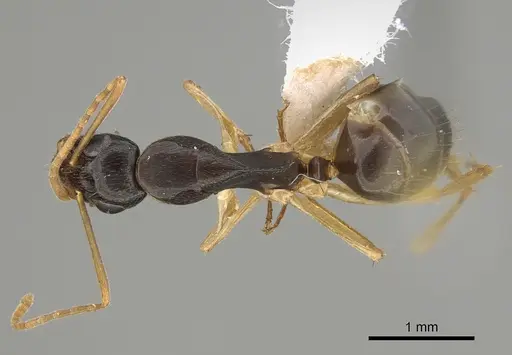 Camponotus elegans specimen CASENT0887693 image casent0887693_1