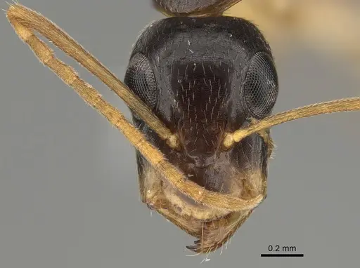 Camponotus elegans specimen CASENT0887693 image casent0887693_2