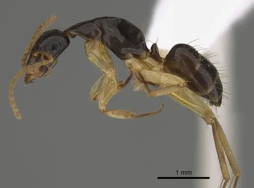 Camponotus elegans specimen CASENT0887693 image casent0887693_3
