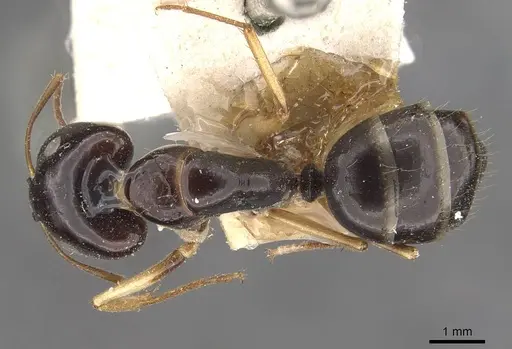 Camponotus elegans specimen CASENT0910371 image casent0910371_1