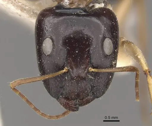 Camponotus elegans specimen CASENT0910371 image casent0910371_2